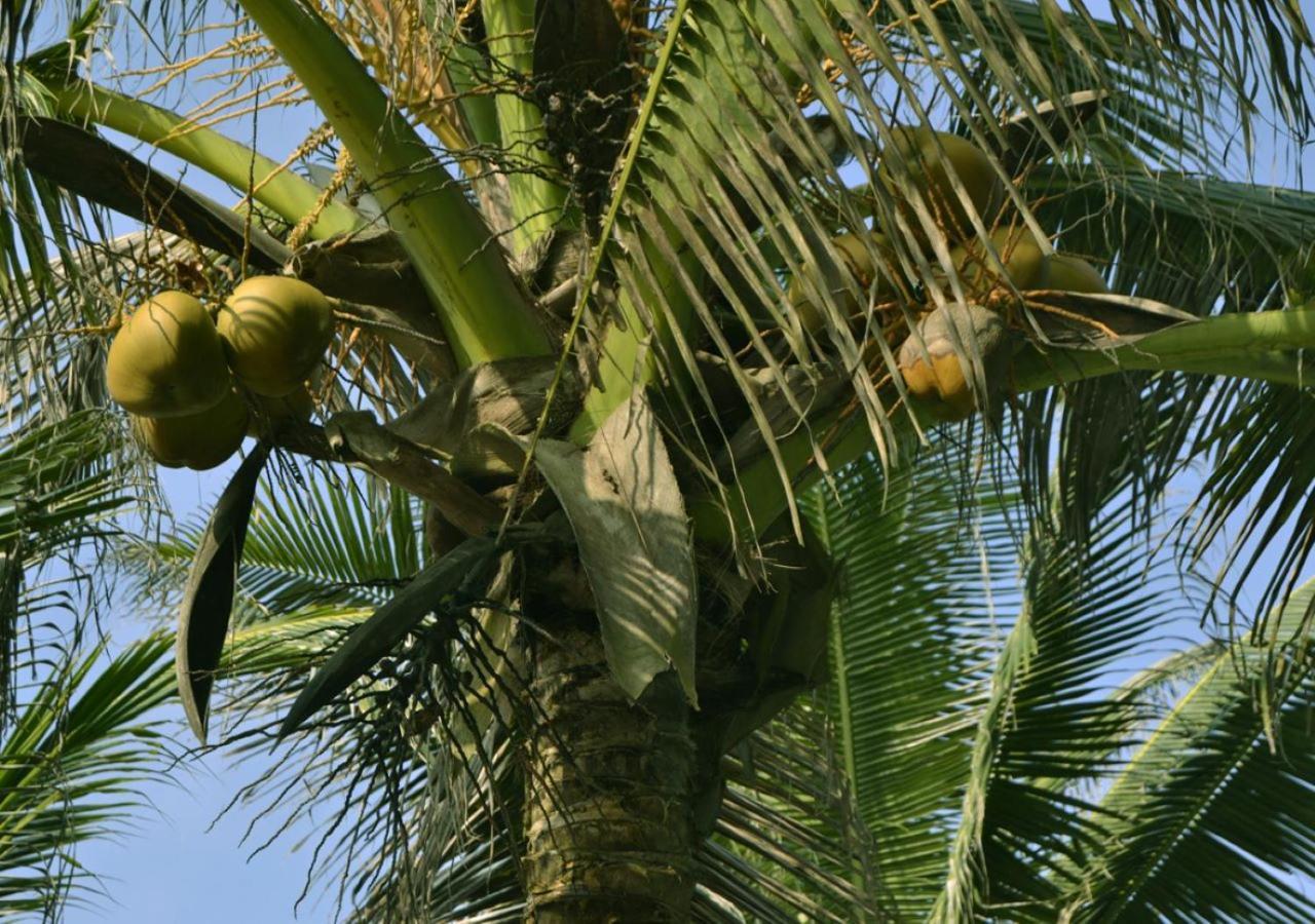 Cocobeach-Hotel Lomé Exteriér fotografie